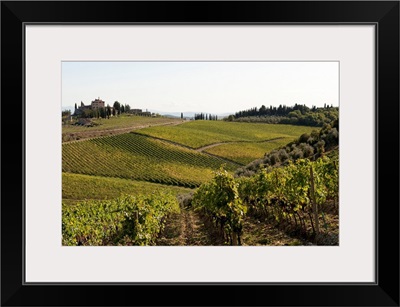 Vineyard, Route 429, Chianti Region, Tuscany, Italy