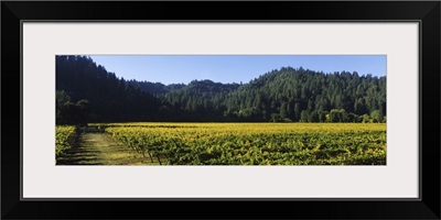 Vineyard, Russian River Valley, Sonoma, California