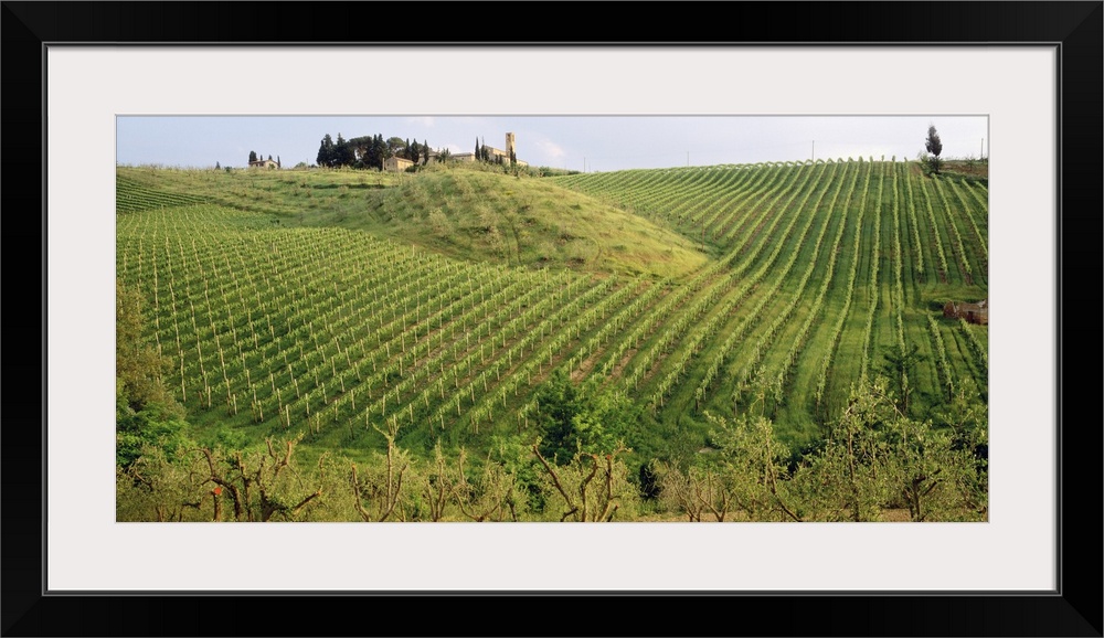 This panoramic photograph is taken of a large vineyard in Italy with the rows of vines going up a large hill.