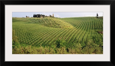 Vineyard Tuscany Italy