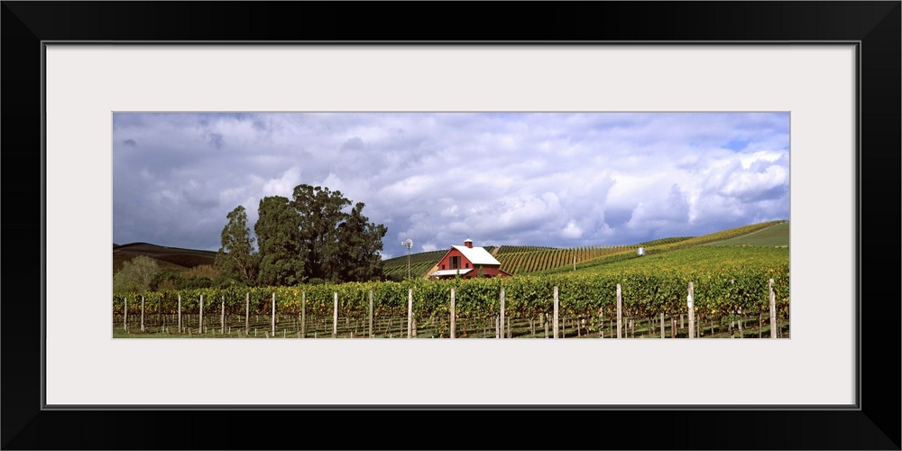 Vineyard, Wine Country, Napa Valley, California