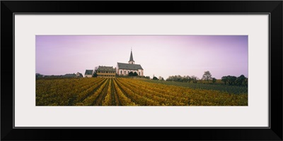 Vineyard with a church in the background, Hochheim, Rheingau, Germany