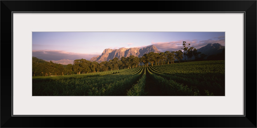 Vineyard with Groot Drakenstein mountains in the background, Cape Winelands, Western Cape Province, South Africa