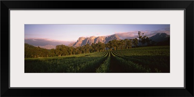 Vineyard with Groot Drakenstein mountains in the background, Cape Winelands, Western Cape Province, South Africa