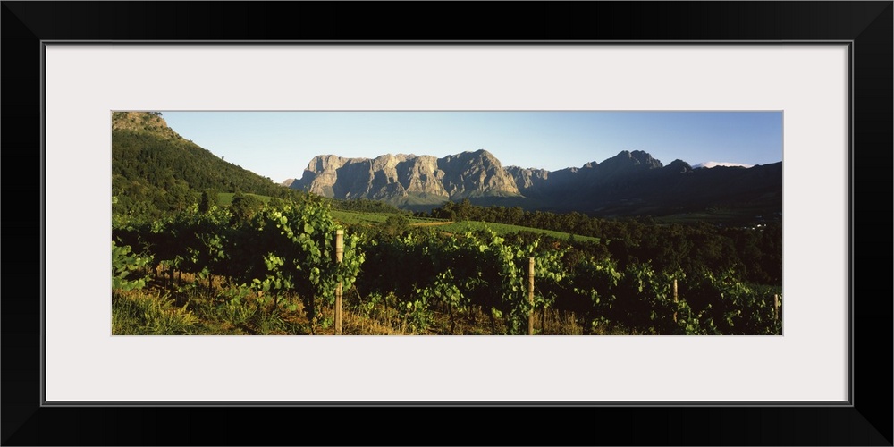 Vineyard with Groot Drakenstein mountains in the background, Stellenbosch, Cape Winelands, Western Cape Province, South Af...