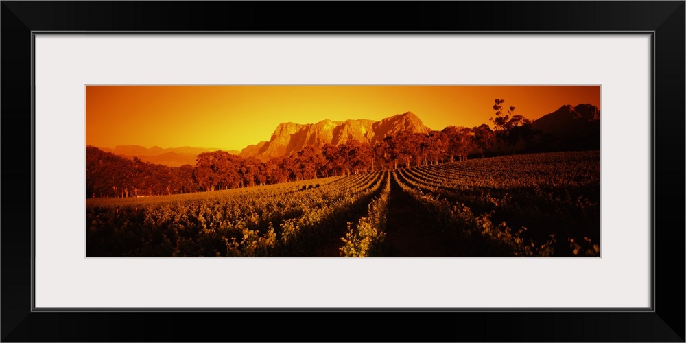 Vineyard with mountains in the background, Groot Drakenstein, Stellenbosch, Cape Winelands, Western Cape Province, South A...