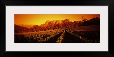 Vineyard with mountains in the background, Groot Drakenstein, Stellenbosch, Cape Winelands, Western Cape Province, South Africa