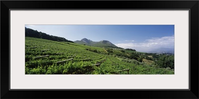 Vineyard with Paarl Mountain in the background, Simonsberg, Paarl, Cape Winelands, Western Cape Province, South Africa