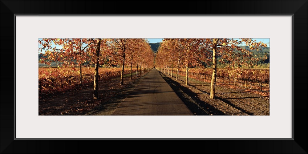 Panoramic photograph of paved street lined with autumn trees.