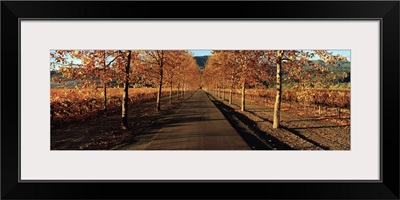 Vineyards along a road, Beaulieu Vineyard, Napa Valley, California