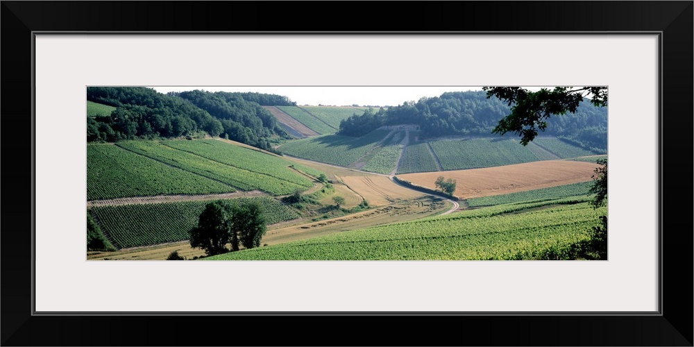 Vineyards Chablis France