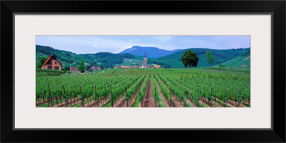 Vineyards in Alsace St. Hippolyte Alsace France