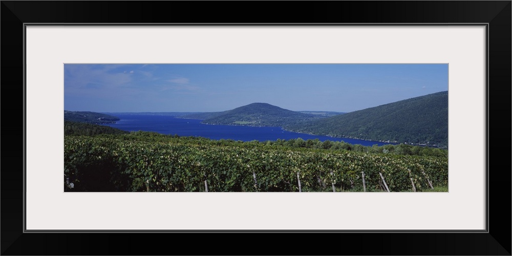 Vineyards Near A Lake, Canandaigua Lake, Finger Lakes, New York State