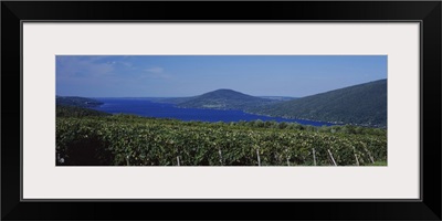 Vineyards Near A Lake, Canandaigua Lake, Finger Lakes, New York State