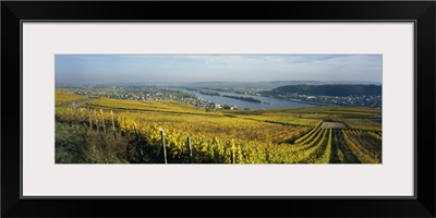 Vineyards near a town, Rudesheim, Rheingau, Germany