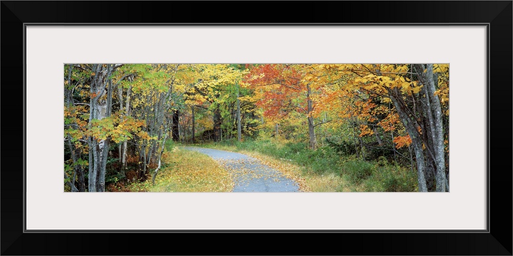 Big landscape photograph of a curving path surrounded on both sides by a forest of autumn colored trees, in Acadia Nationa...