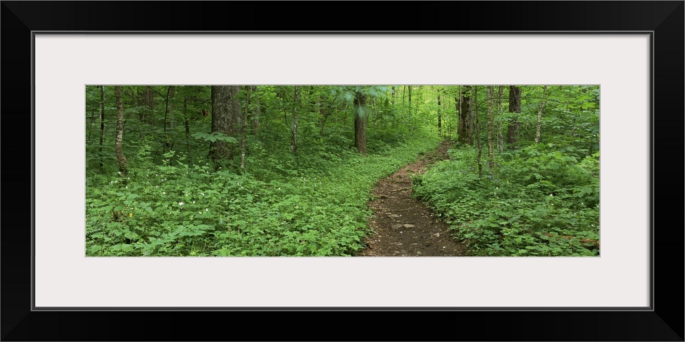 Walkway in the forest, Porter Creek Trail, Great Smoky Mountains National Park, Tennessee