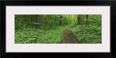 Walkway in the forest, Porter Creek Trail, Great Smoky Mountains National Park, Tennessee