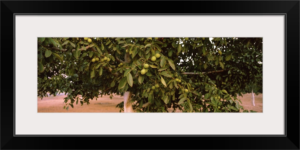 Walnuts growing on a tree, California