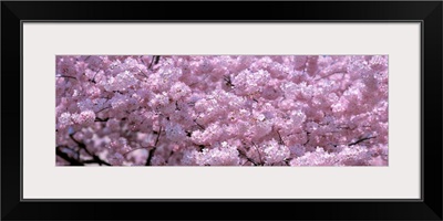 Washington DC, Close-up of cherry blossoms