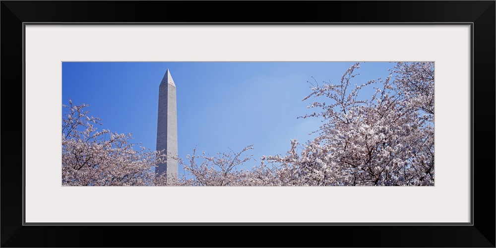 Washington Monument behind cherry blossom trees, Washington DC