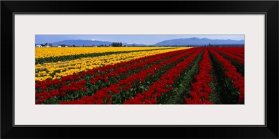 Washington, Mount Vernon, tulip field