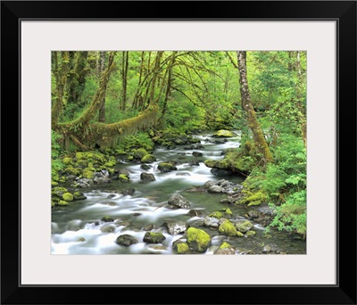 Washington, Olympic National Park, Stream of water flowing through forest