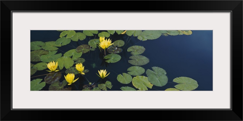 Water lilies in a pond, Denver Botanic Gardens, Denver, Colorado