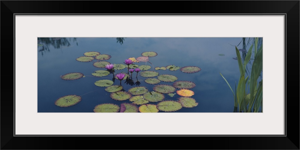 Oversized, landscape photograph of a group of water lilies and lily pads in the still blue water of a pond in the Denver B...