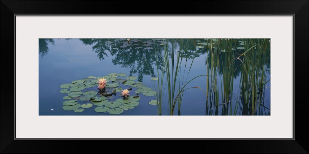 Water lilies in a pond, Denver Botanic Gardens, Denver, Colorado