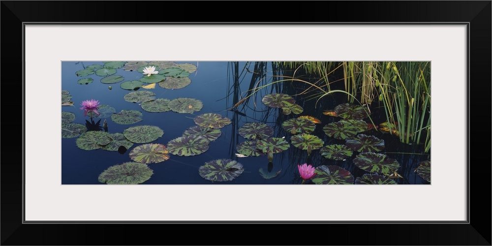 This panoramic piece is a photograph of lily pads and lotus flowers floating on the surface of water.