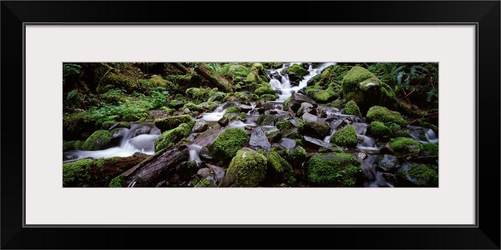 Waterfall in a forest, Quinault Rainforest, Olympic National Park, Washington State