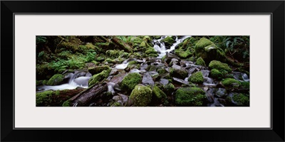 Waterfall in a forest, Quinault Rainforest, Olympic National Park, Washington State