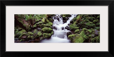 Waterfall in a forest, Quinault Rainforest, Olympic National Park, Washington State