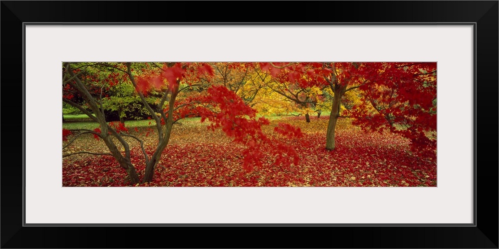 Panoramic, large photograph of trees in Westonburt shedding brightly colored autumn leaves, in Gloucestershire, England.