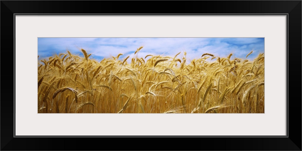 Big, panoramic, close up photograph of a golden wheat field beneath a blue sky in Palouse Country, Washington.