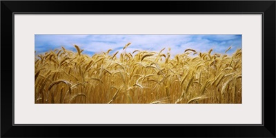 Wheat crop growing in a field, Palouse Country, Washington State