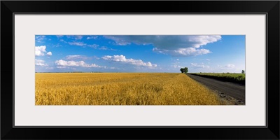 Wheat crop in a field, North Dakota