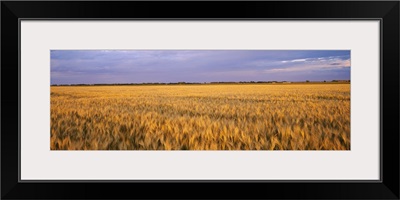 Wheat crop in a field, North Dakota