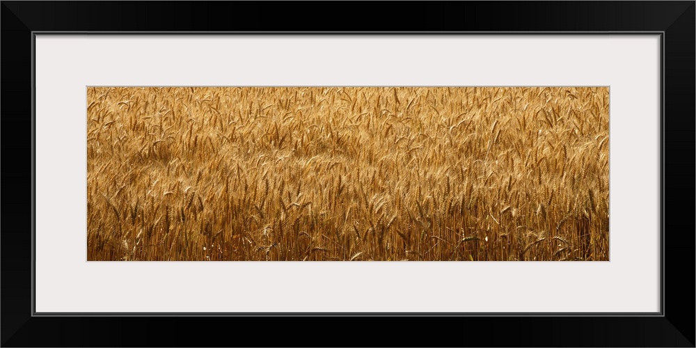 Wheat crop in a field, Whitman County, Washington State,