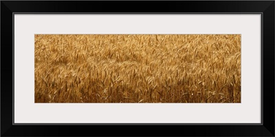 Wheat crop in a field, Whitman County, Washington State,