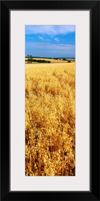 Wheat crop in a field, Willamette Valley, Oregon