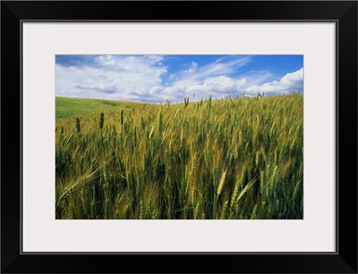 Wheat Field