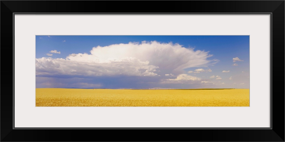 Wheat Field and Clouds WA