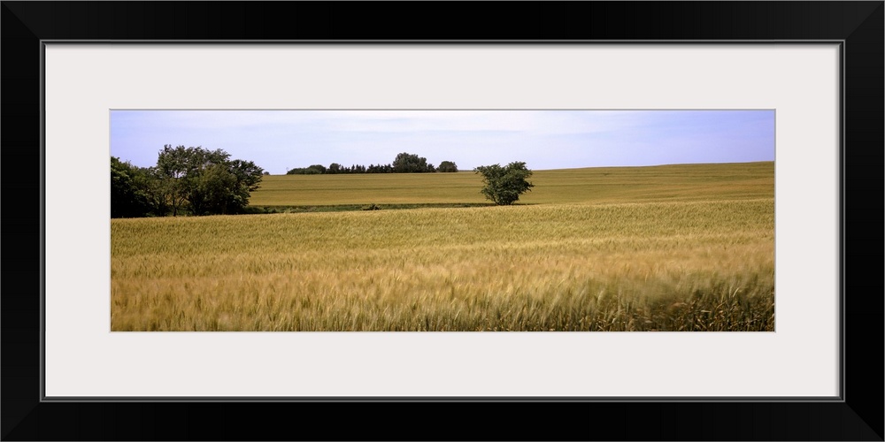 Wheat field, Kansas