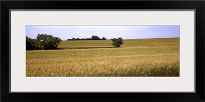 Wheat field, Kansas