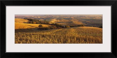 Wheat field on a landscape, Palouse Region, Whitman County, Washington State