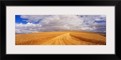 Wheat Field WA