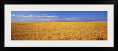 Wheat field Weld Co CO
