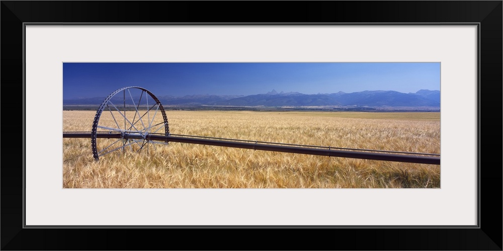 Wheat Teton Valley ID